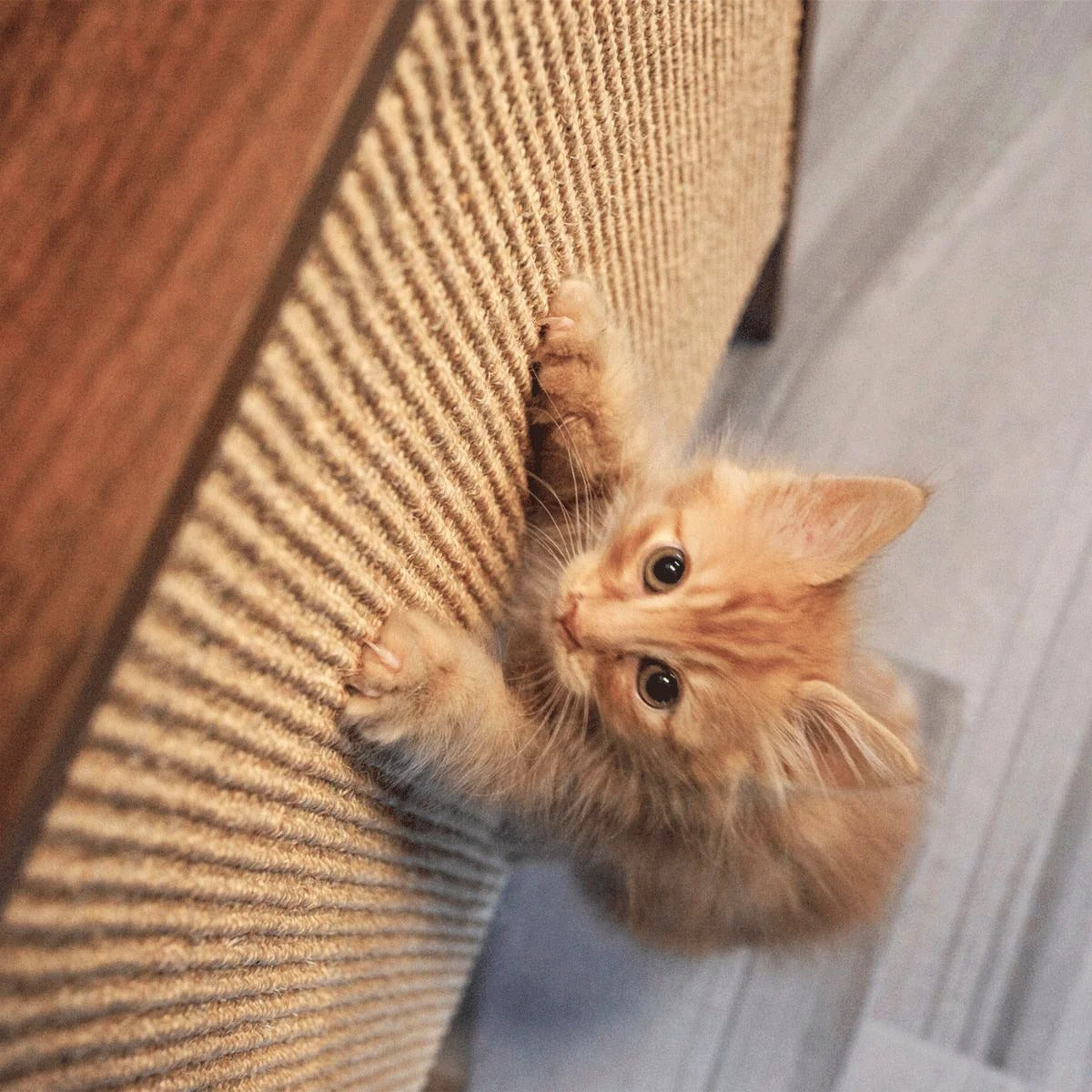 壁掛け式 猫用爪とぎ シェルフ Wesley