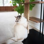 インテリア キャットタワー （爪とぎ付き） cali